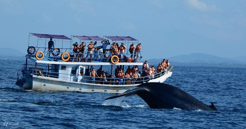 Whale Watching Day Tour